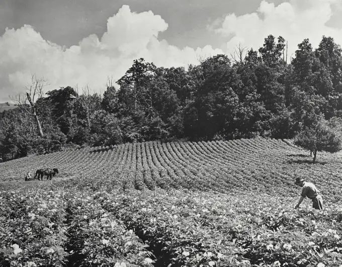 Vintage photograph. Workings harvesting a field of potatoes on farm in Western North Carolina