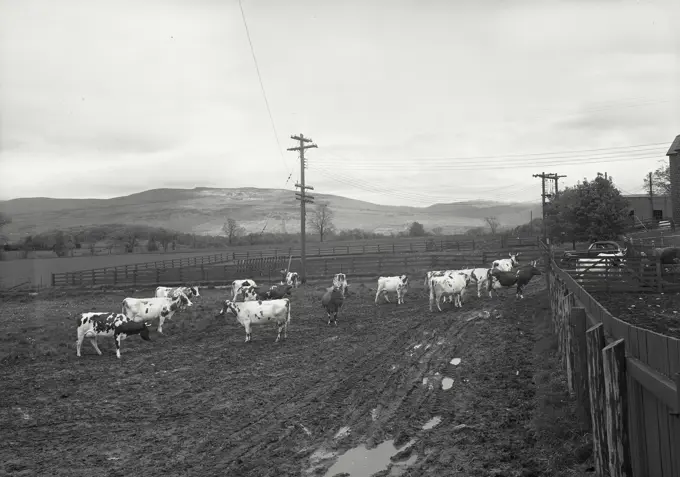 Cows standing in muddy pasture at Filmore Farms, Bennington, Vermont