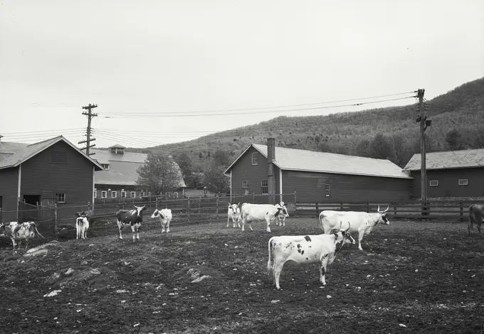 Cows standing in penned in area at Filmore Farms, Bennington, Vermont