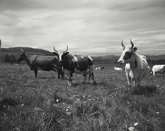 Three cows with horns standing side by side