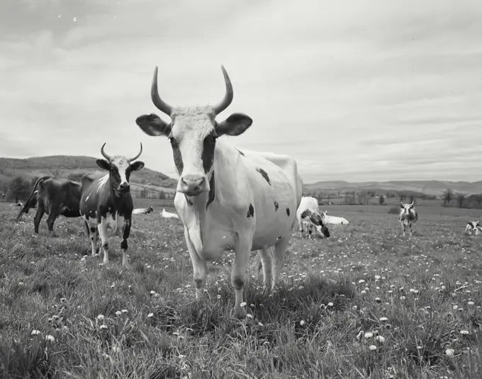 Cow with horns standing in field looking at camera