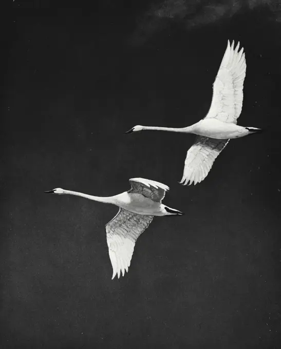 Vintage photograph. Two geese flying through air together