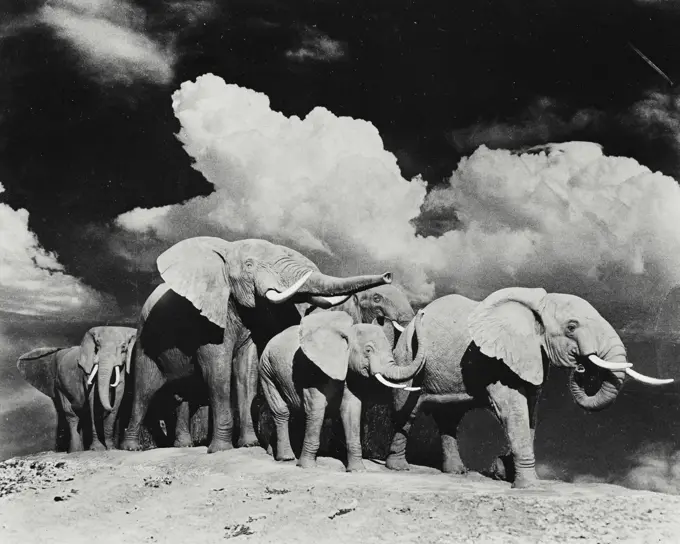 Vintage photograph. Herd of elephants standing together