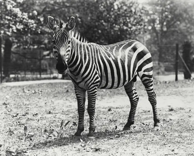 Vintage photograph. Zebra seen standing in enclosure