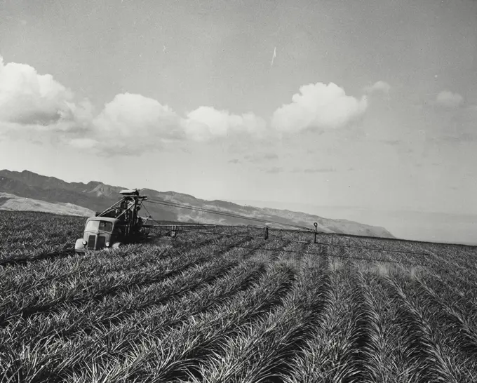 Vintage photograph. Truck fitted with boom for spraying a wide series of rows of pineapple at one time.