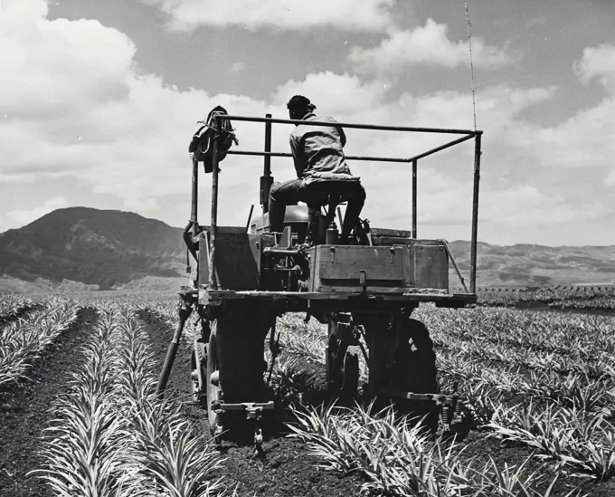 Vintage photograph. Mechanical application of fertilizer near the base of the plant.