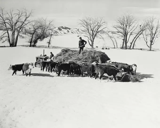 Vintage photograph. Man feeding snowbound cattle on ranch 10 miles south of Denver Colorado.