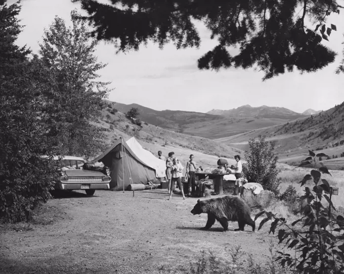 Bear walking in a field near a group of people camping, Yellowstone National Park, Wyoming, USA