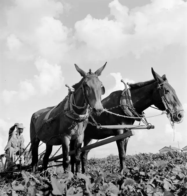 Vintage photograph. Man with mules in cotton field