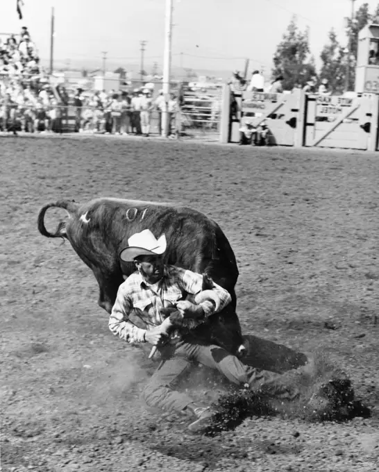 Steer wrestling in a rodeo