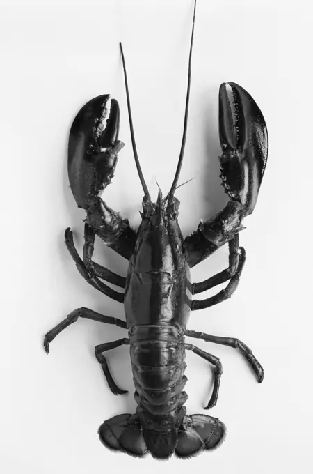 Lobster on white background