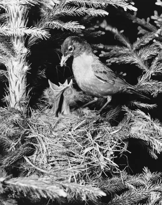 Side profile of a robin feeding its two young ones in a nest