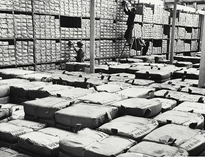 Vintage photograph. Sales warehouses of a large Lancashire cotton mill in England. All varieties of cotton cloth are stored here, the bales are ready for export.