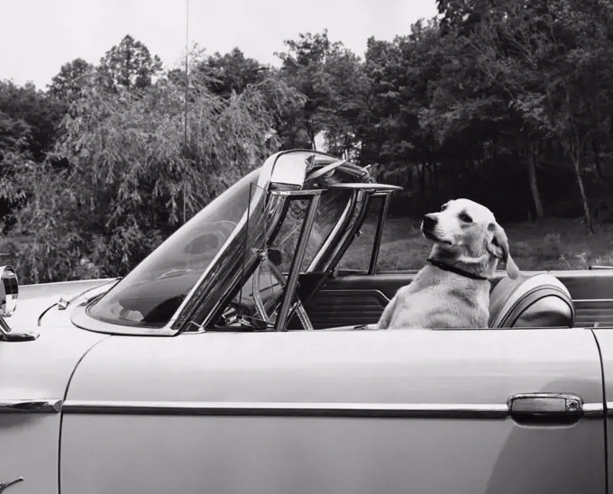 Dog driving a convertible car