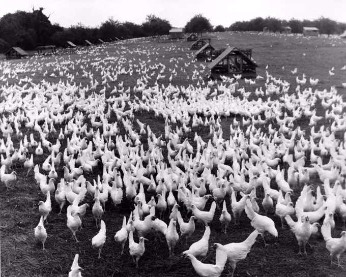 High angle view of a field of chickens