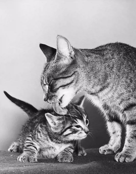 Close-up of a cat licking its kitten