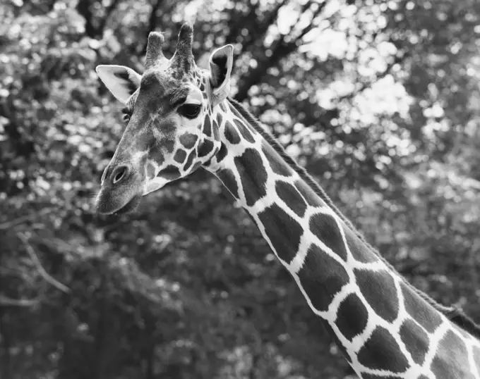 Close-up of a giraffe (Giraffa camelopardalis)