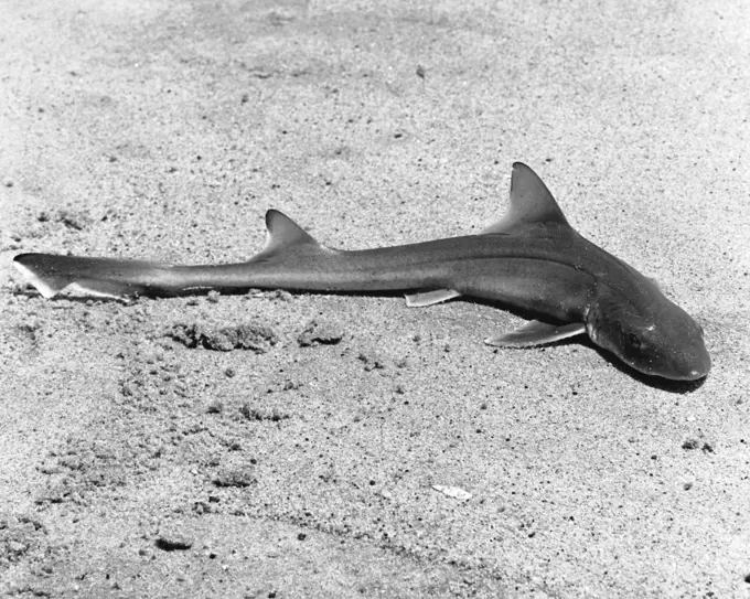 High angle view of a dead Sand Shark on sand