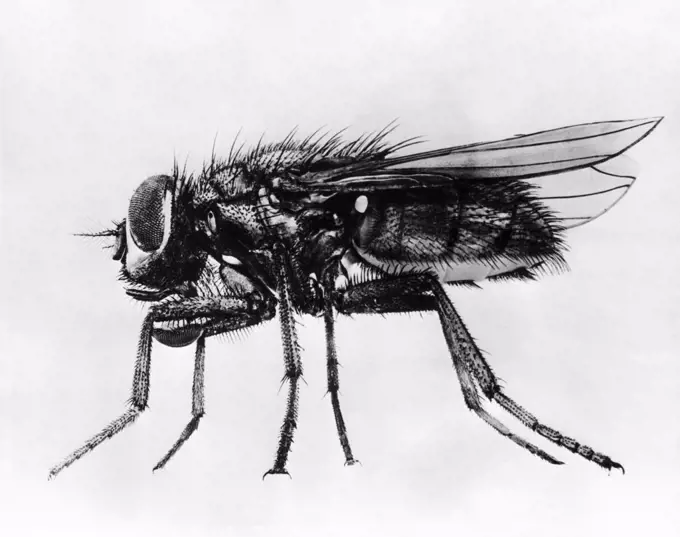 Vintage Photograph. Close up of house fly on white background