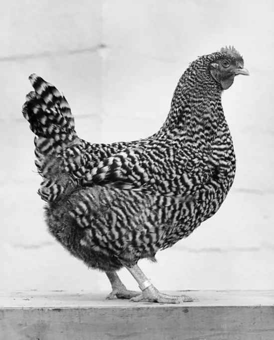 Side profile of a Barred Plymouth Rock Chicken