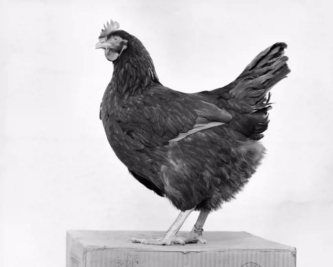 Side profile of a Rhode Island Red Chicken (Gallus gallus)