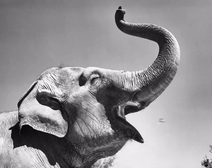 Close-up of an Indian Elephant standing with its mouth open (Elephas maximus indicus)