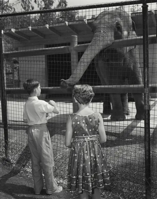 Vintage Photograph. Children looking through fence at elephant in zoo sticking trunk out