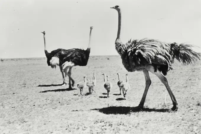 Vintage Photograph. Ostrich family seen in Kenya.