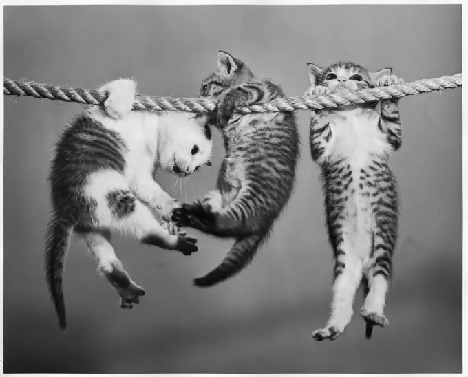 Three kittens hanging from a rope