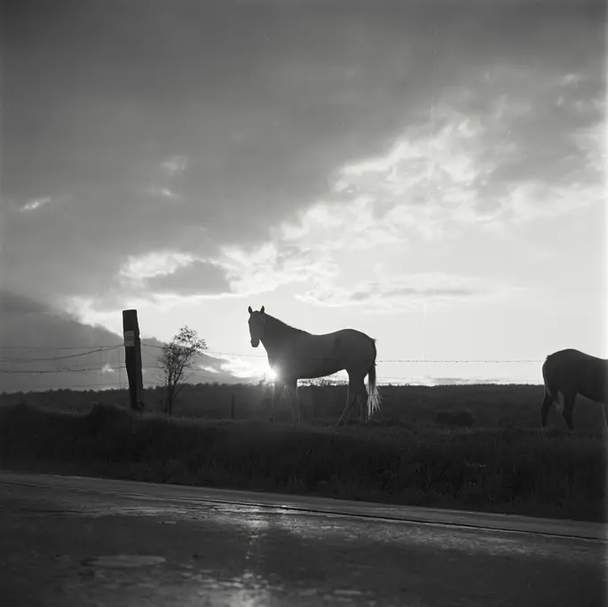 Vintage Photograph. Silhouette of horse by fence.