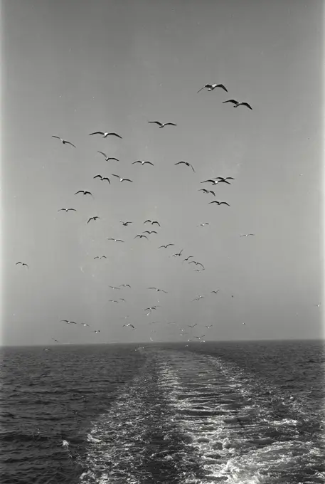 Vintage Photograph. Seagulls flying over ocean.