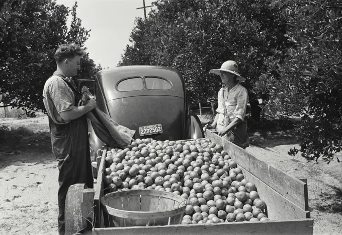 Vintage Photograph. Loading tangerine in small grove.