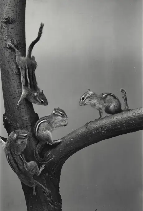 Vintage Photograph. Four chipmunks in branch of tree.