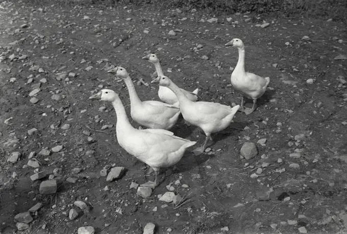 Vintage Photograph. Geese walking in gaggle. Frame 2