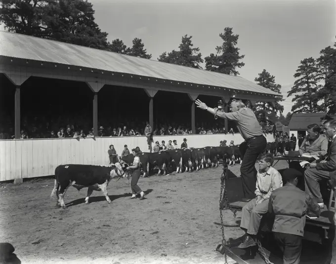 Vintage Photograph. Auctioneering calves with a crowd at County fair and Fryeburg, Maine