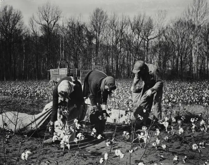 Vintage Photograph. Workers picking cotton in Tennessee