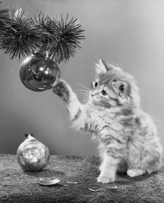 Close-up of a cat playing with a Christmas ornament on a Christmas tree