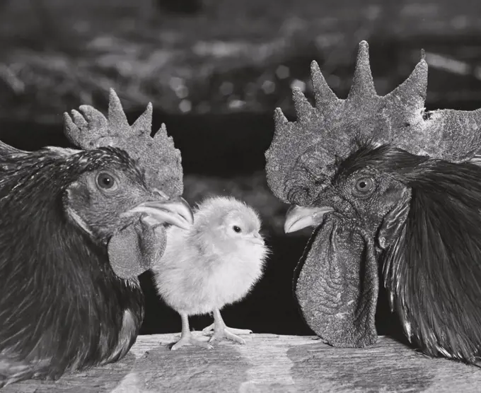 Close-up of chickens and a chick