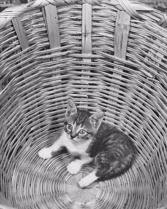 Kitten in the bottom of a basket