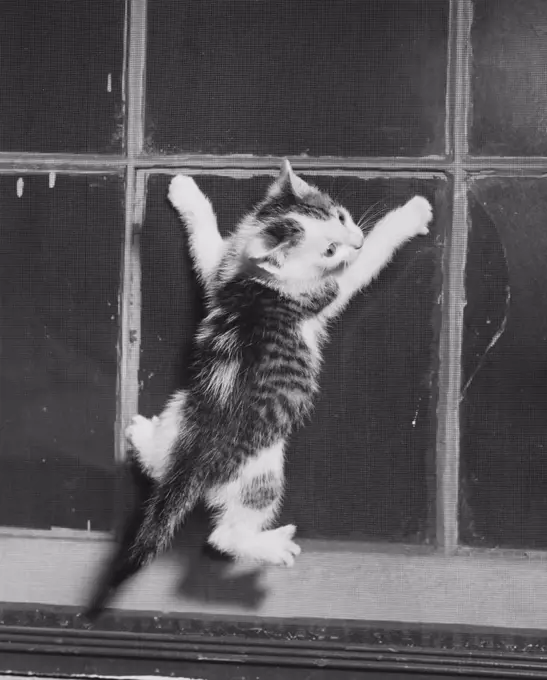 Kitten climbing a window screen