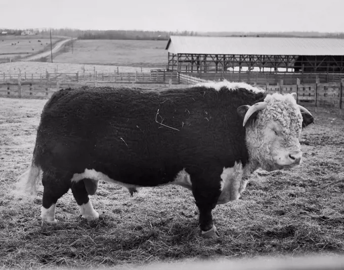 Side profile of a Hereford bull standing in a field