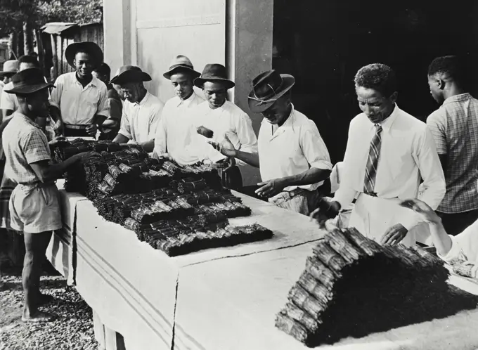 Vintage Photograph. Bundles of vanilla beans ready for shipment