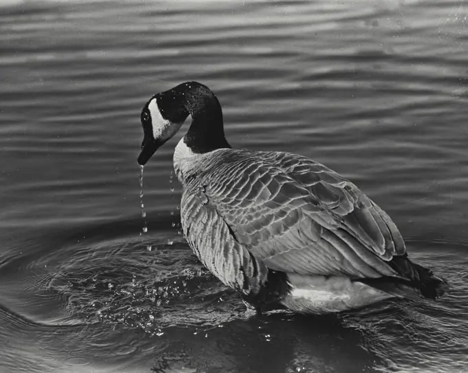 Vintage Photograph. Canada goose in the water.