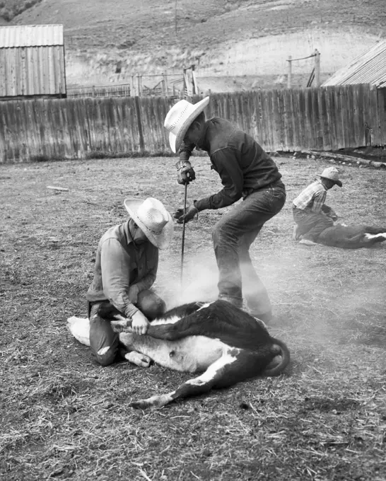 Two cowboys branding a calf