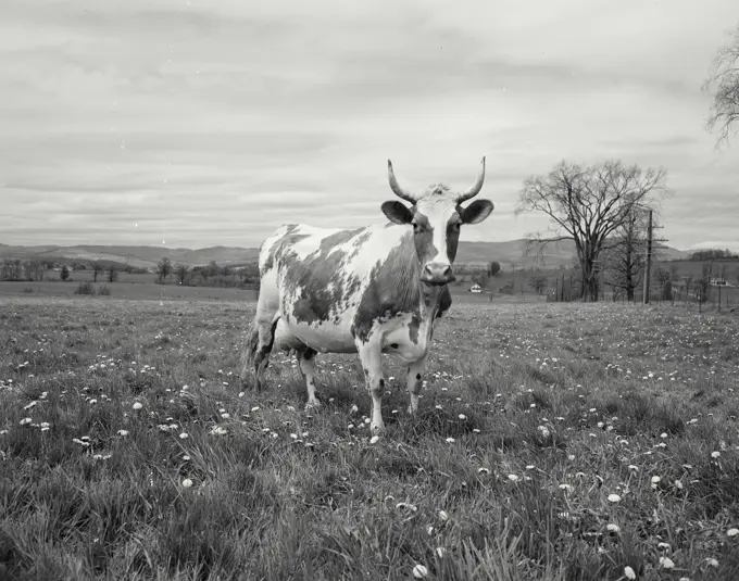 Vintage Photograph. Cow with horns standing alone in field