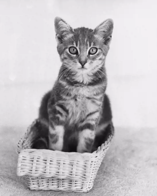 Kitten sitting in a basket