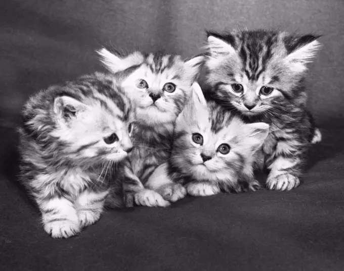 Four kittens sitting