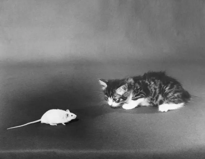 Mouse in front of a kitten