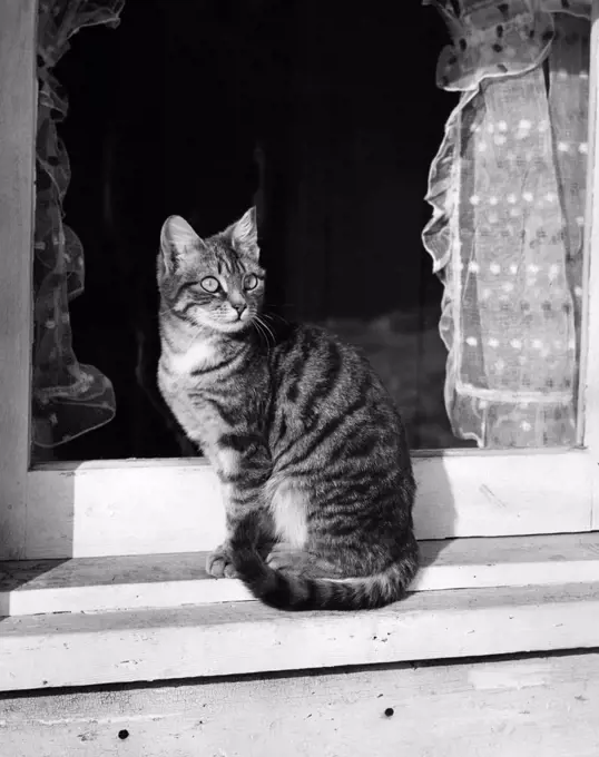 Cat sitting on a windowsill