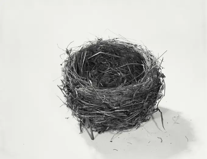 Vintage Photograph. Still life of a birds nest